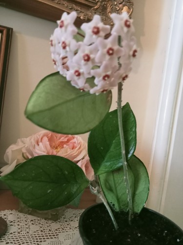Hoya carnosa climbing plant - climbing,