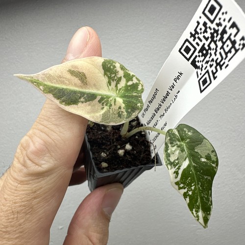 Alocasia black velvet