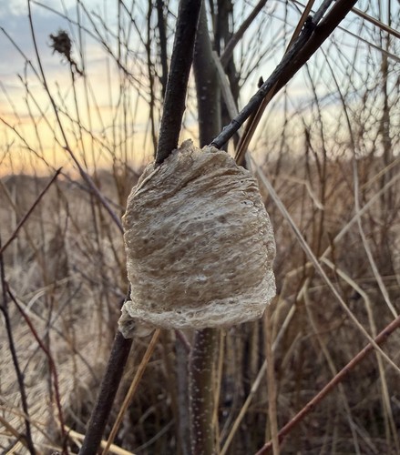 Praying mantis egg case - egg,