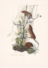1960 EURASIAN HARVEST MOUSE Print - Animal Wall Art - 7.5 x 10.6 Inches