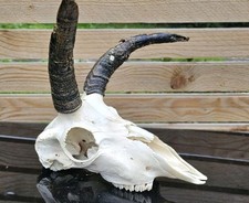 Amazing  Sheep Skull 2 horns