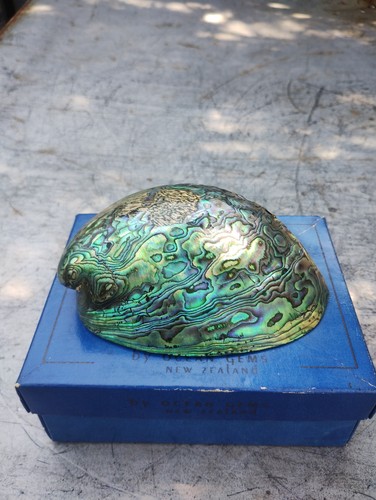 Paua shell new zealand - paua, shell,