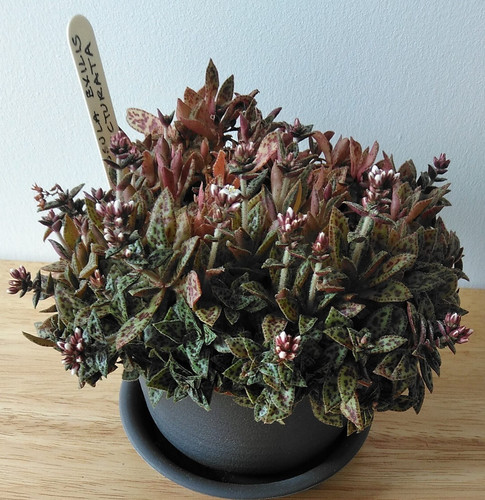 Crassula exilis ssp - crassula,