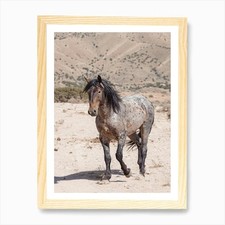 Blue Roan Wild Horse Art Print