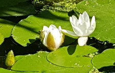White Pond Lily. Free