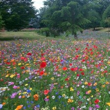 1 KG 100% Wild Flower Seeds Annual Meadow  Bee Scented Meadow Flower NO GRASS