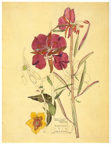 Willow herb charles - charles, rennie