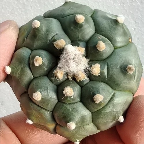 1pcs seedgrowth 5cm - 1pcs,