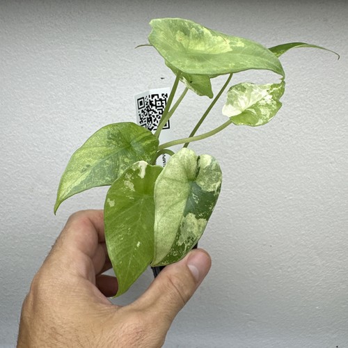 Alocasia simpo albo - alocasia,
