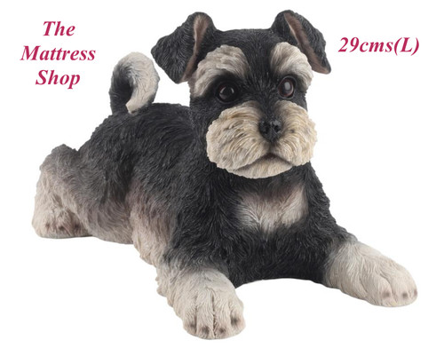 Schnauzer puppy dog - puppy,