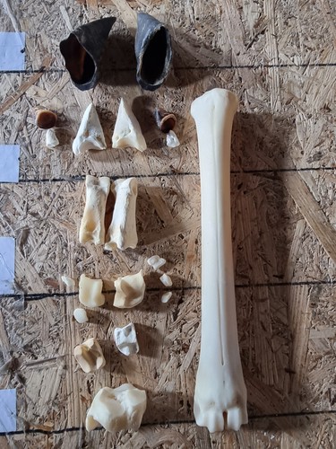 Deer cow lower - lower, bone