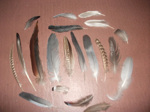 Natural birds feathers - 21,