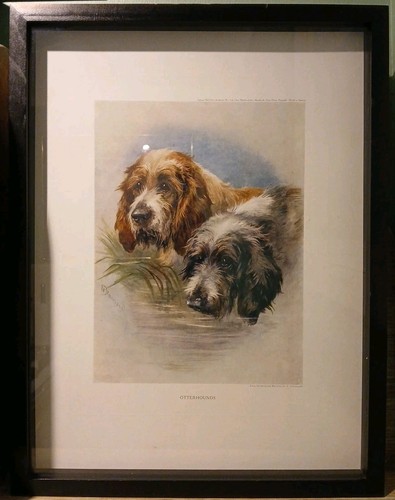 Antique otterhounds nora - antique,