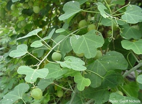 Rubber adenia seeds fresh - rubber,