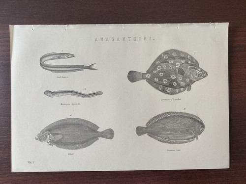 Antique original w -  antique, b/w