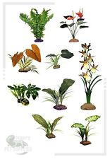 Komodo Reptile Vivarium Plants -  Tropical, Fern, Anthurium, Rainforest Canopy