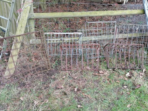 Sheep goat hay - sheep, /goat