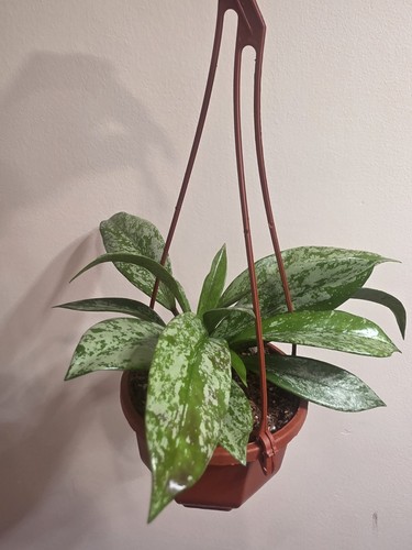 Hoya carnosa silver splash in - ,