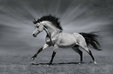 BLACK AND WHITE HORSE COLOUR CANVAS DECOR WALL ART 20X30 INCH