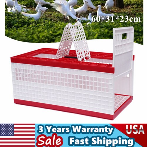 Racing pigeon carrier box bird - racing,
