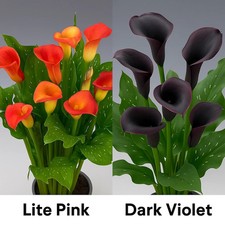Calla lily Holland Imported