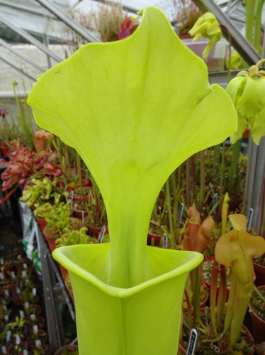 Sarracenia flava maxima - sarracenia, v.