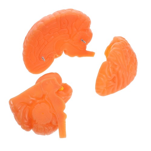 Human brain model - human,