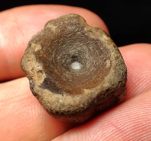 Jurassic ichthyosaur bone