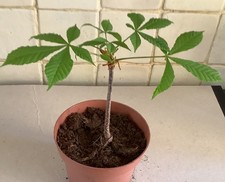 Horse Chestnut Tree - Aesculus