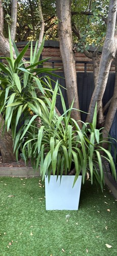 Yucca evergreen potted - yucca,