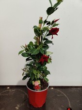 2L Mandevilla Rio Grande Red