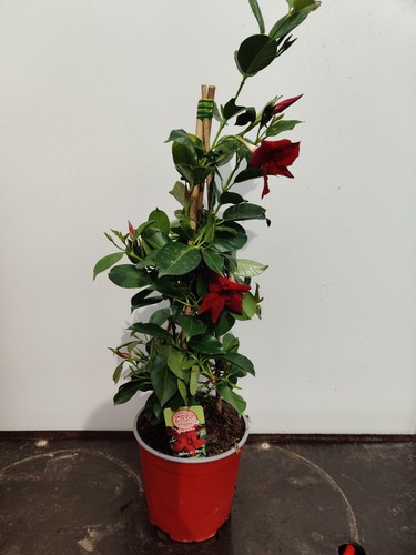 Mandevilla rio grande red - 2l,