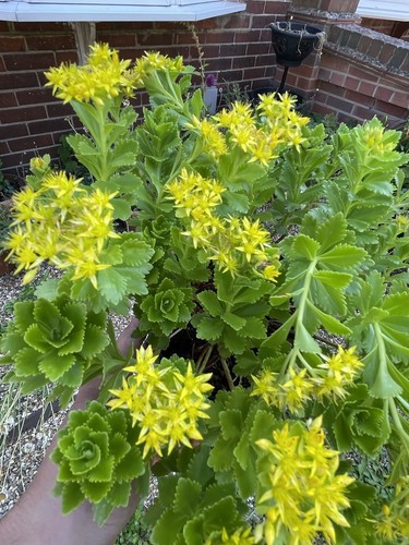 Stonecrop carpet forming - stonecrop,