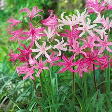 Nerine Topsy Turvy Mix 10