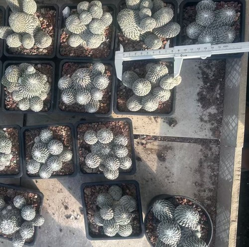 Pelecyphora aselliformis