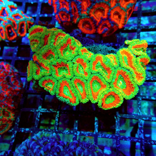 Wysiwyg acan lord coral - -,