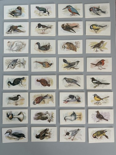 Jps grandee british birds - british,
