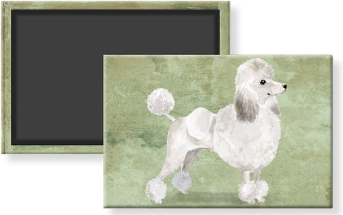 White standard poodle dog - standard,