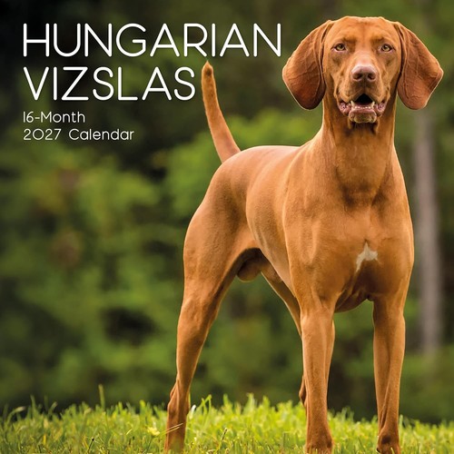 Hungarian vizsla dog x - "12,