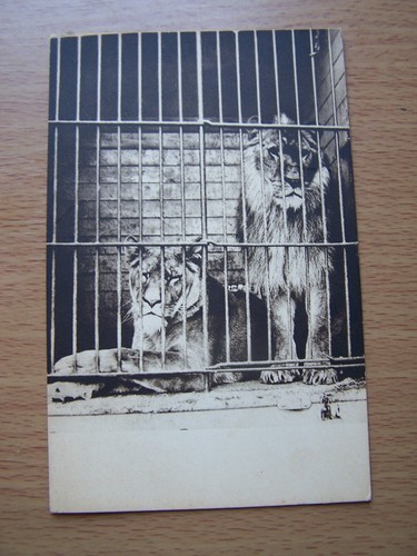 Maidstone zoo vintage postcard - maidstone,