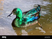 Pure breed cayuga duck - pure,
