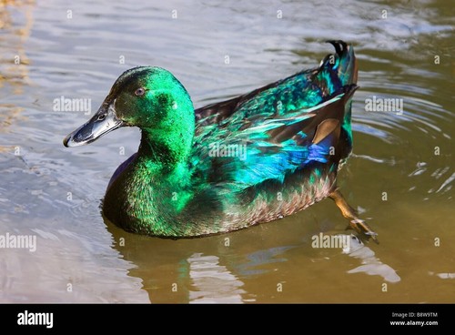 Pure breed cayuga duck - cayuga,