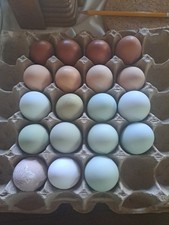 15Hatch Eggs Frizzle Rainbow