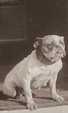 Dog BULLDOG ENGLISH BULLDOG