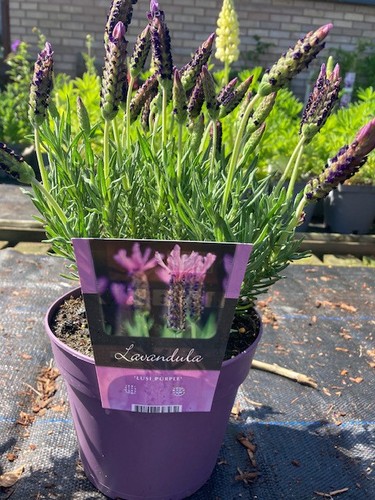 Lavender plants hidcote french - hidcote,