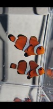 [PAIR] Captive Bred Ocellaris