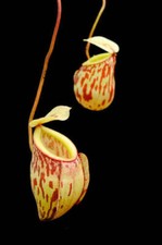 NEPENTHES GLABRATA - CARNIVOROUS PLANT, 10 SEEDS