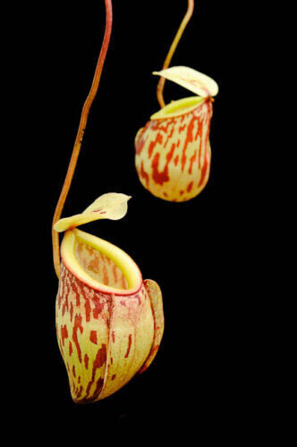 Nepenthes glabrata - nepenthes,