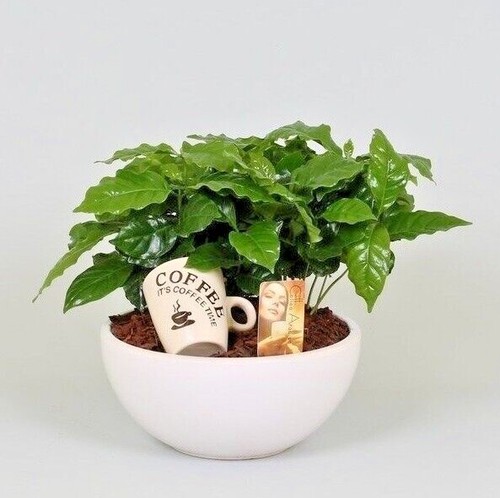 Coffee plant coffea - plant, arabica