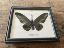 Real Rajah Brooke's Birdwing